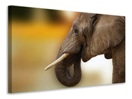 Canvas print Elephant Close up