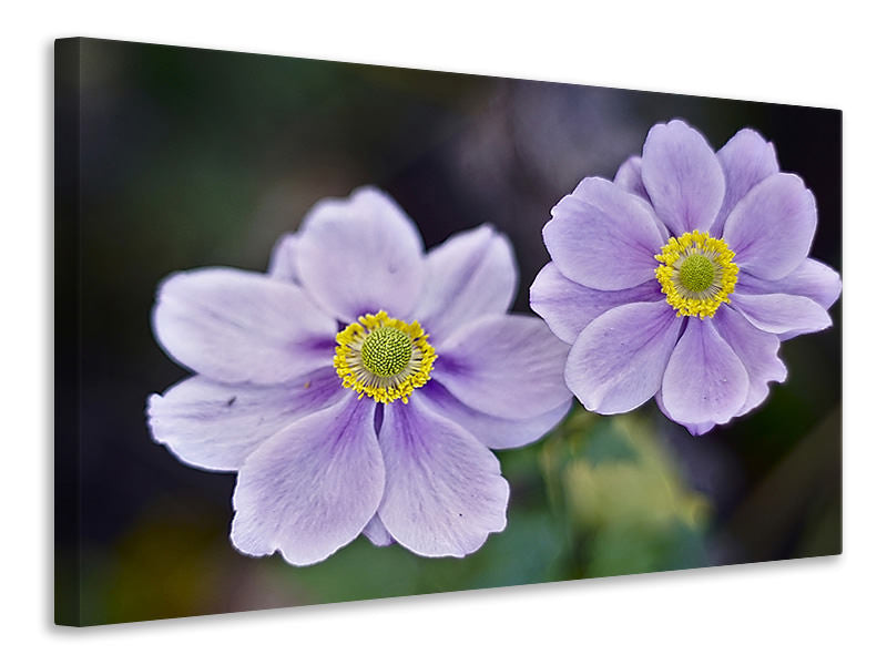 Canvas print 2 flowers