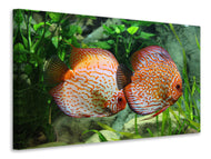 Canvas print 2 fish