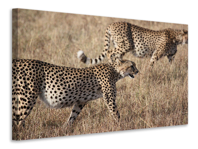 Canvas print 2 leopards