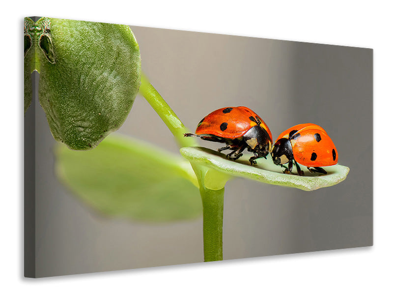 Canvas print 2 ladybirds