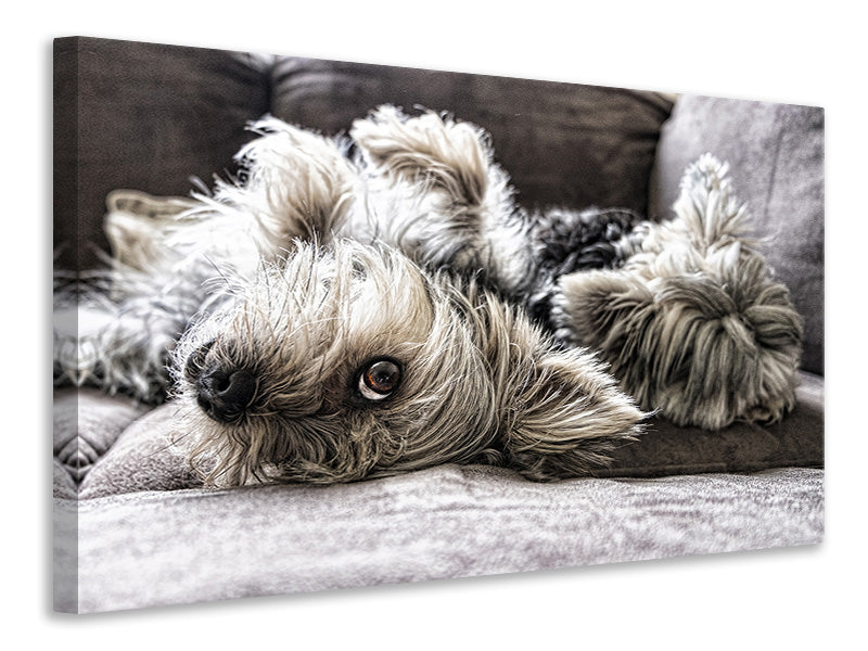 Canvas print 2 cute dogs