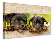 Canvas print 2 Rottweiler puppies