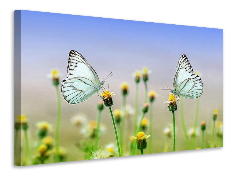 Canvas print 2 butterflies
