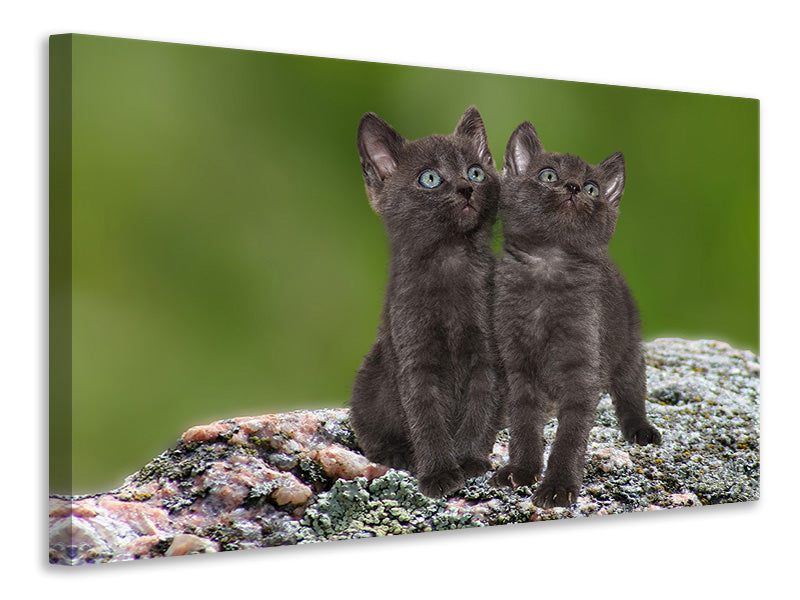 Canvas print 2 black cats babies