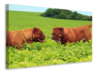Canvas print 2 heavyweights