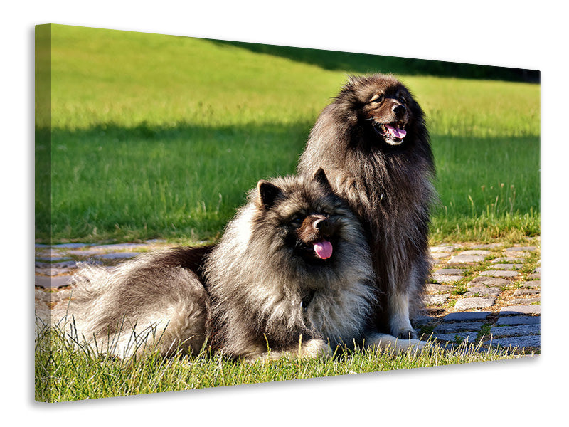 Canvas print 2 Wolfsspitz