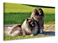 Canvas print 2 Wolfsspitz