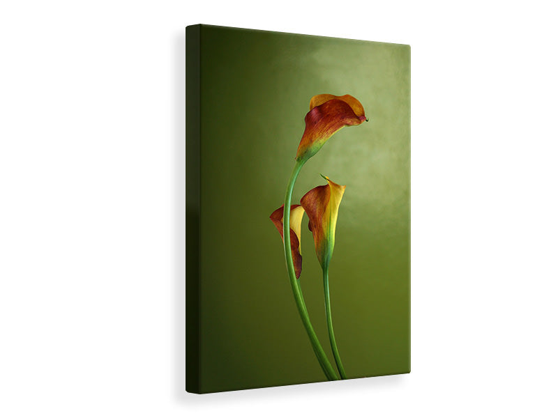 Canvas print 3 Callas