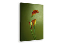 Canvas print 3 Callas