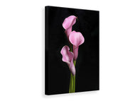 Canvas print 3 Purple Callas