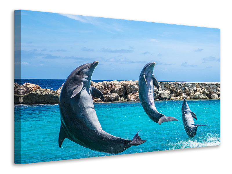 Canvas print 3 dolphins