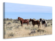 Canvas print 3 horses in nature