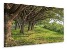Load image into Gallery viewer, Canvas print Mature Trees
