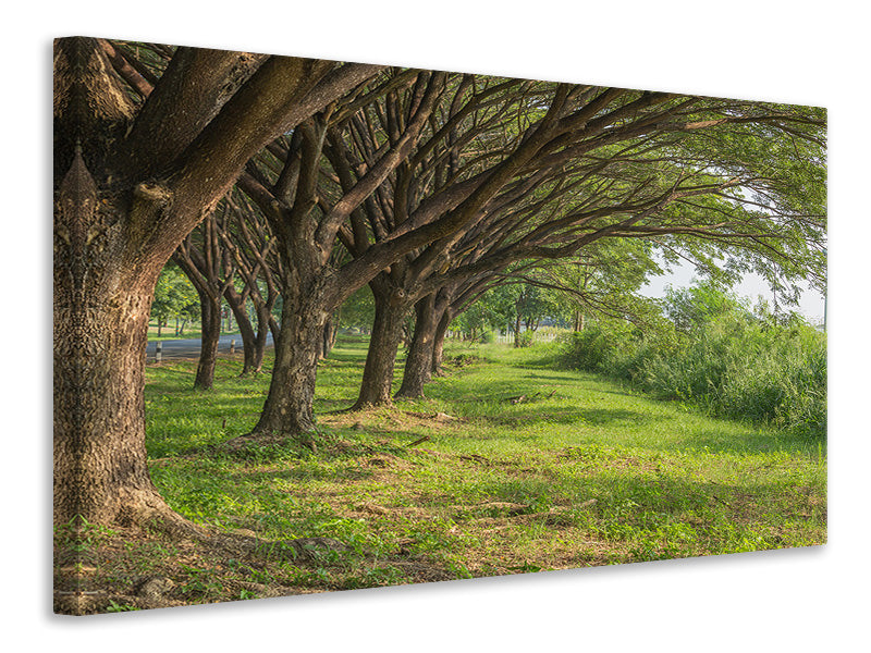 Canvas print Mature Trees