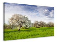 Load image into Gallery viewer, Canvas print Apple Tree Garden
