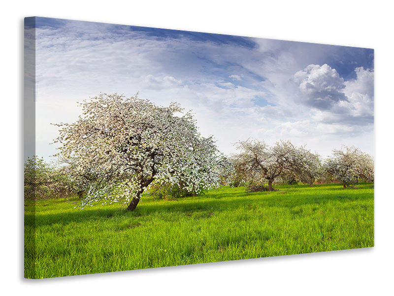 Canvas print Apple Tree Garden