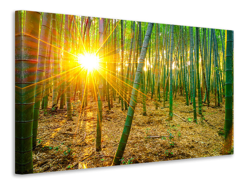 Canvas print Bamboos