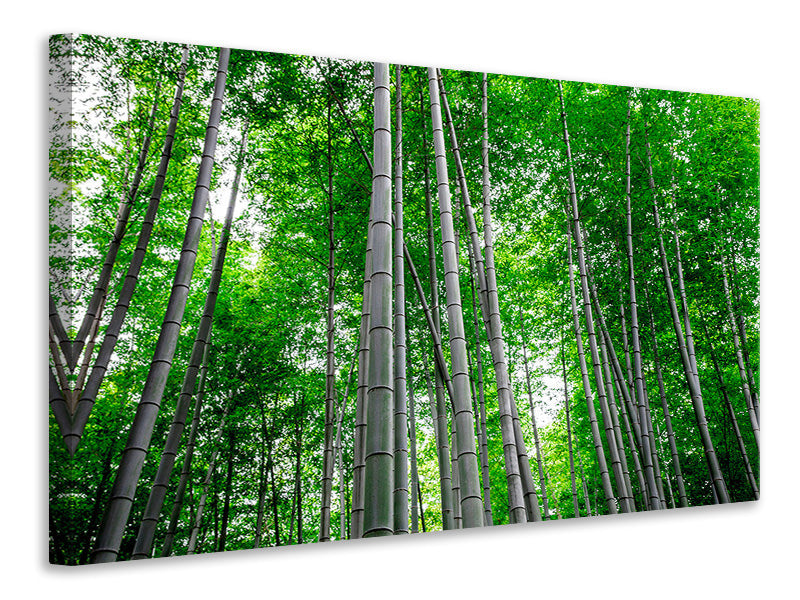 Canvas print Bamboo Forest