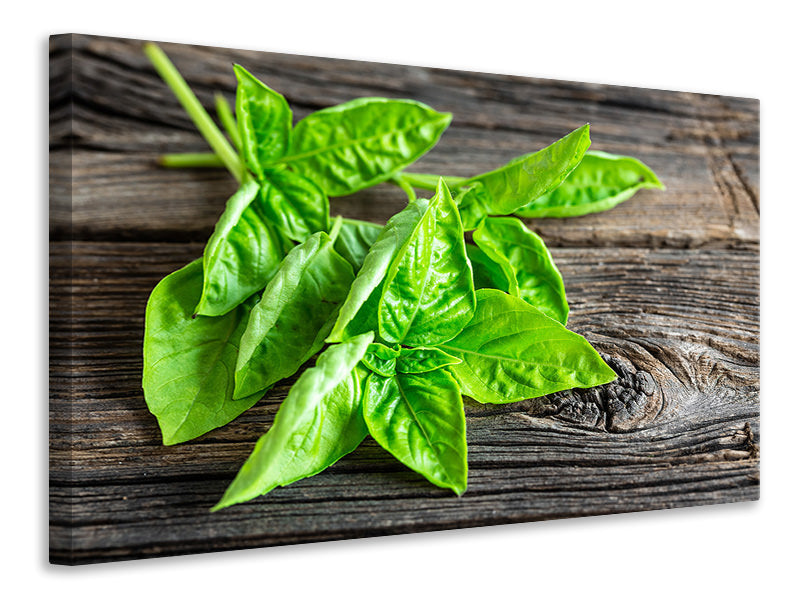 Canvas print Basil Leaves