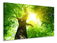 Canvas print Tree