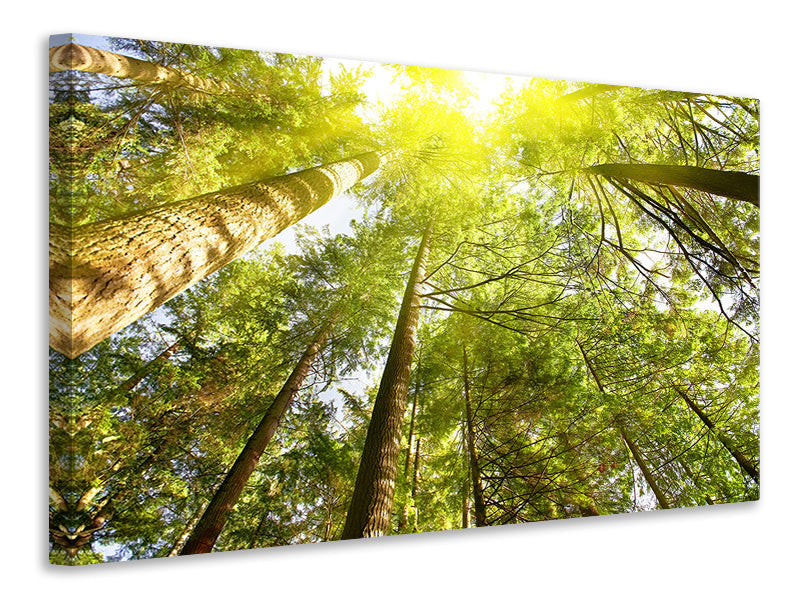 Canvas print Treetops In The Sun