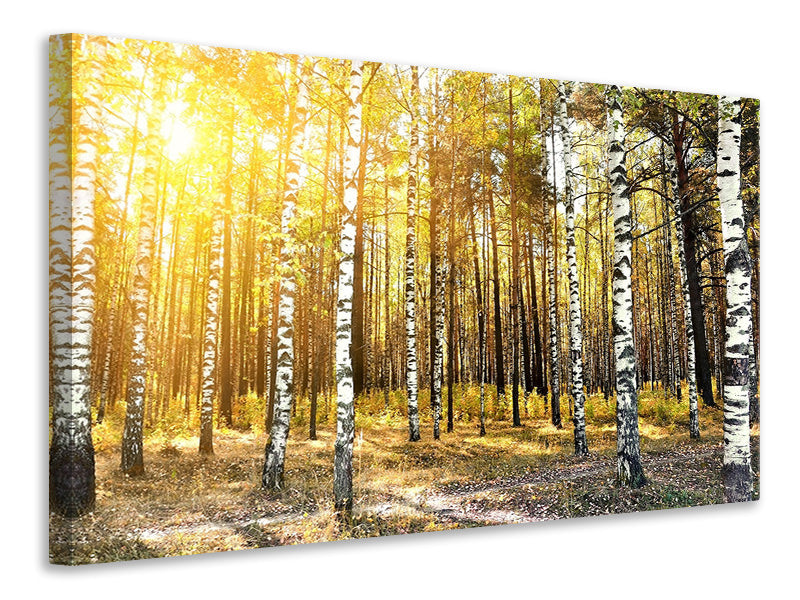 Canvas print Birch Forest