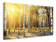 Canvas print Birch Forest