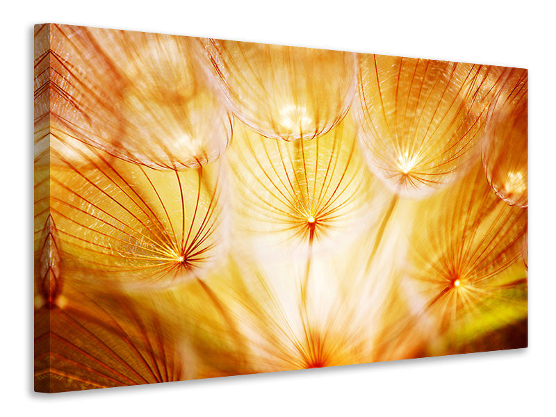 Canvas print Close Up Dandelion In Light