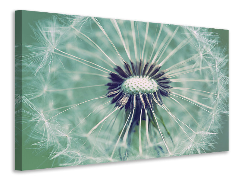 Canvas print Close Up Dandelion