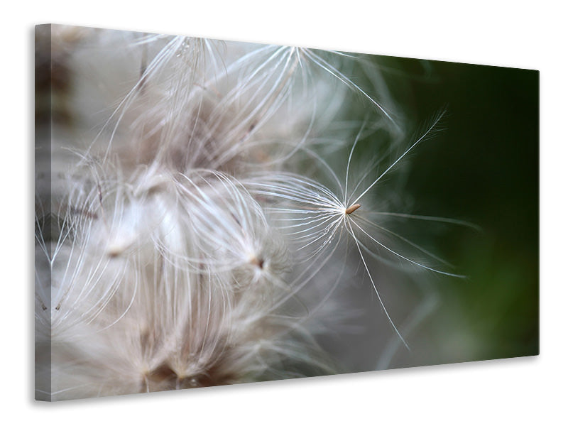 Canvas print Close up Flowers Fibers