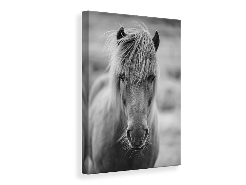 Canvas print Horse Being At The Corridor