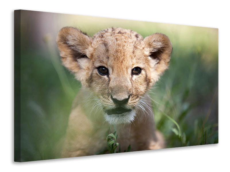 Canvas print Lion Baby