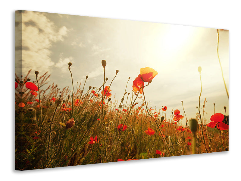 Canvas print The Poppy Field At Sunrise