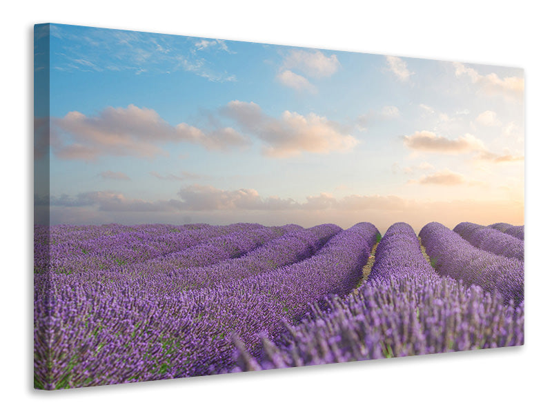 Canvas print The Blooming Lavender Field