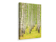 Canvas print The Birch Forest In Late Summer
