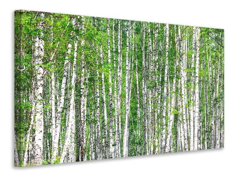 Canvas print The Birch Forest