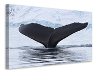 Canvas print The Humpback Whale