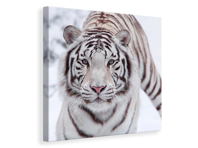 Canvas print The King Tiger