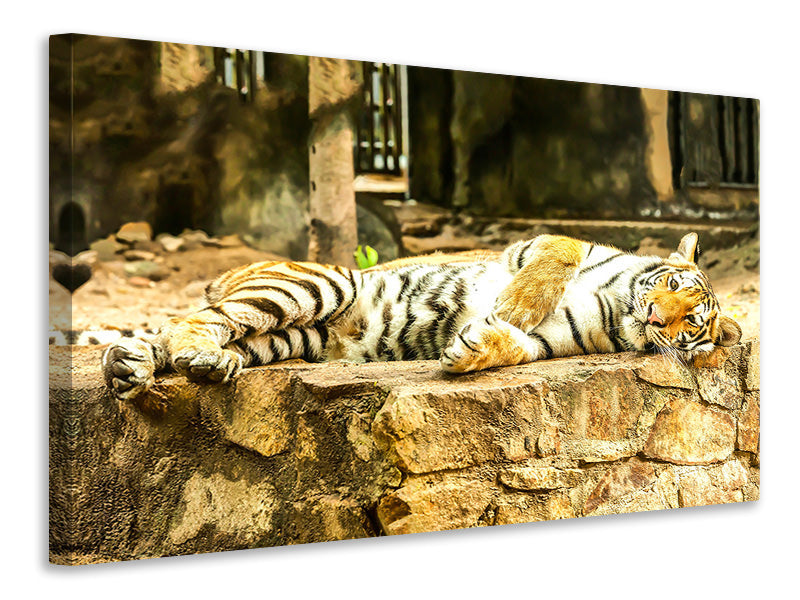 Canvas print The Siberian Tiger
