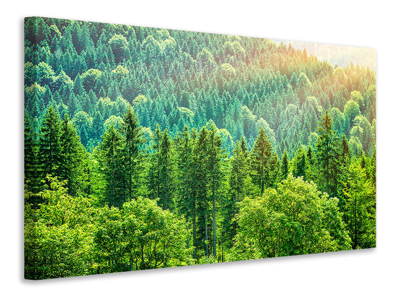 Canvas print The Forest Hill