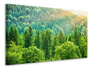 Canvas print The Forest Hill