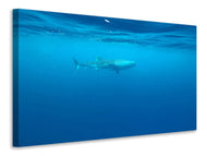 Canvas print The Whale Shark