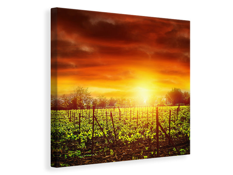 Canvas print The Vineyard At Sunset