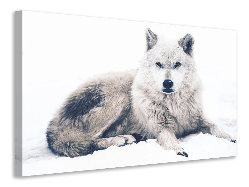 Canvas print The Wolf