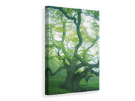 Canvas print The Old Tree