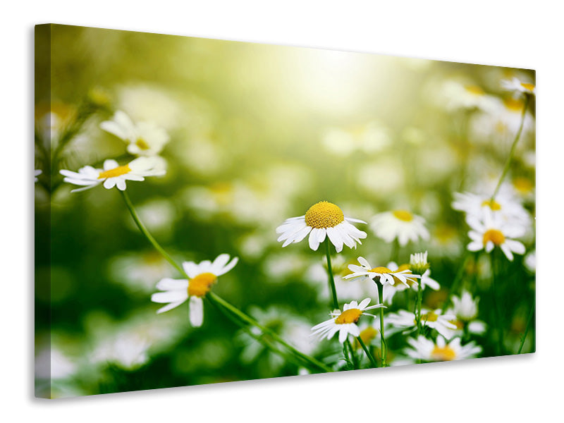Canvas print The Daisy