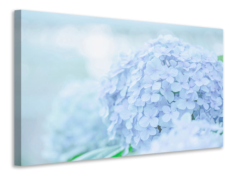 Canvas print The Hydrangea