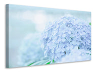 Canvas print The Hydrangea