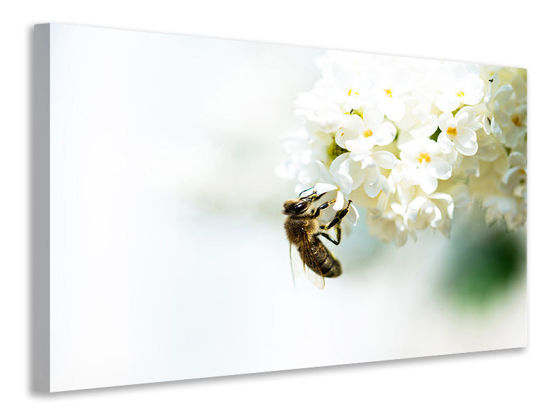 Canvas print The Bumblebee And The Flower